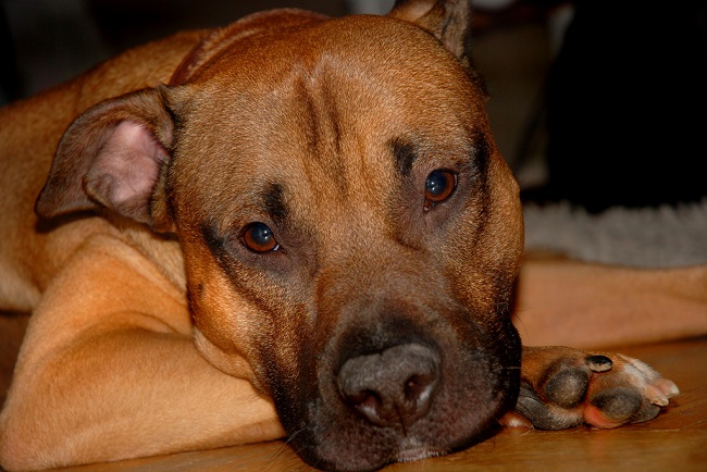 cute pit bull face