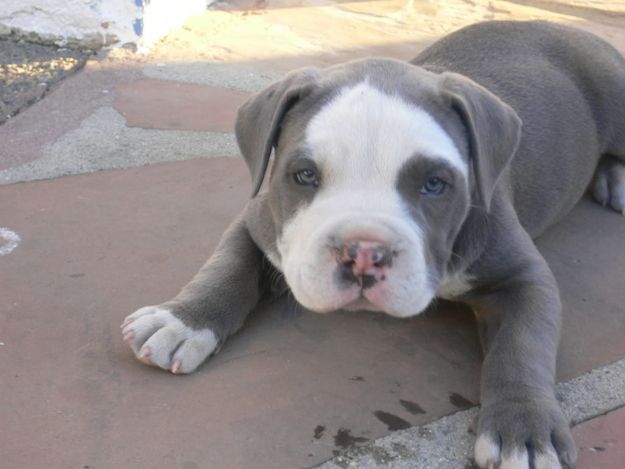12 Reasons Why You Should Never Own Pit Bulls 1 cute pit bull puppy
