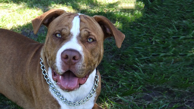 cute pit bull