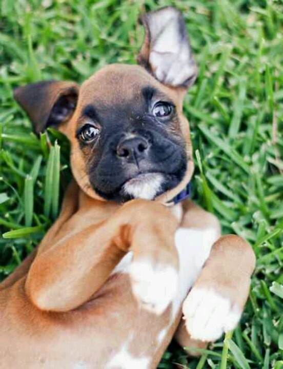 cute puppy boxer photo lying