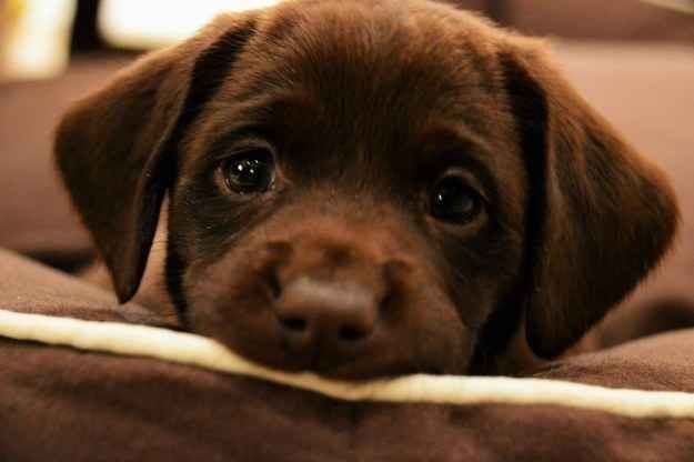 25 Reasons Labradors Are Actually The Worst Dogs To Live With 24 cute puppy eyes photo