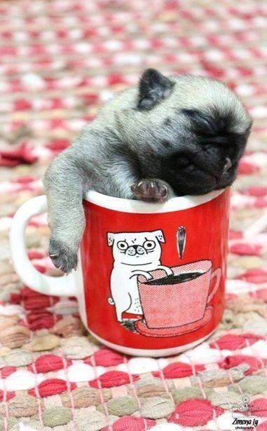 19 Reasons Pugs Are Actually The Worst Dogs To Live With 10 cute puppy pug cup