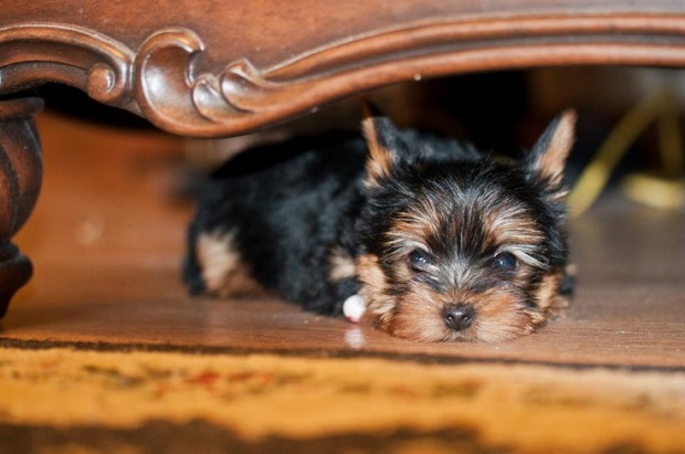 18 Reasons Yorkshire Terriers Are The Worst Dogs To Live With 7 cute yorkie photo