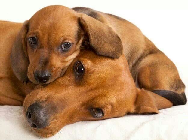 dachshunds cuddle
