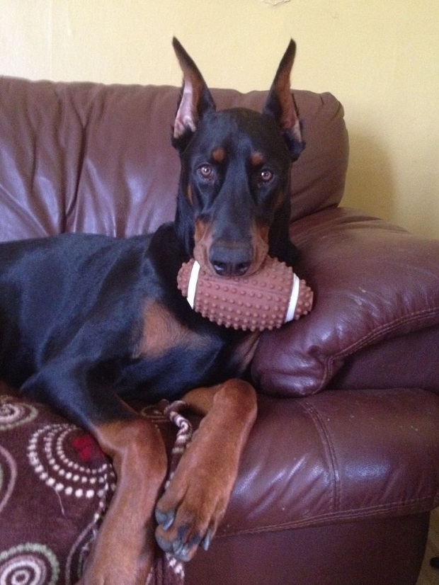 18 Reasons Dobermans Are Actually The Worst Dogs To Live With 8 doberman ball photo