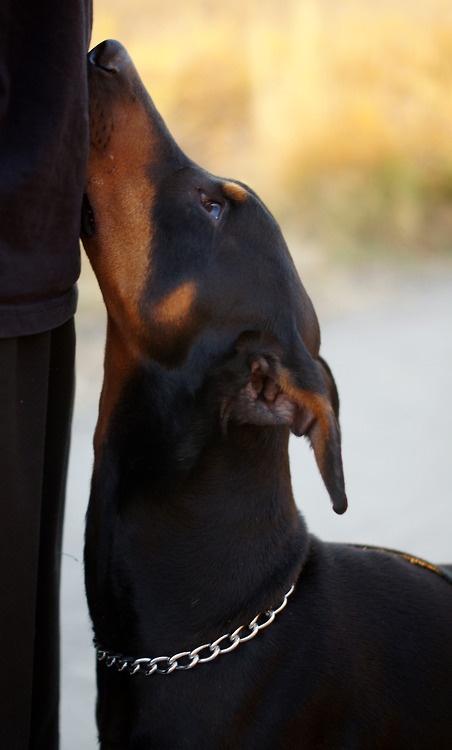 18 Reasons Dobermans Are Actually The Worst Dogs To Live With 15 doberman love pics