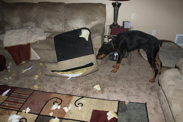 18 Reasons Dobermans Are Actually The Worst Dogs To Live With 9 doberman mess damage