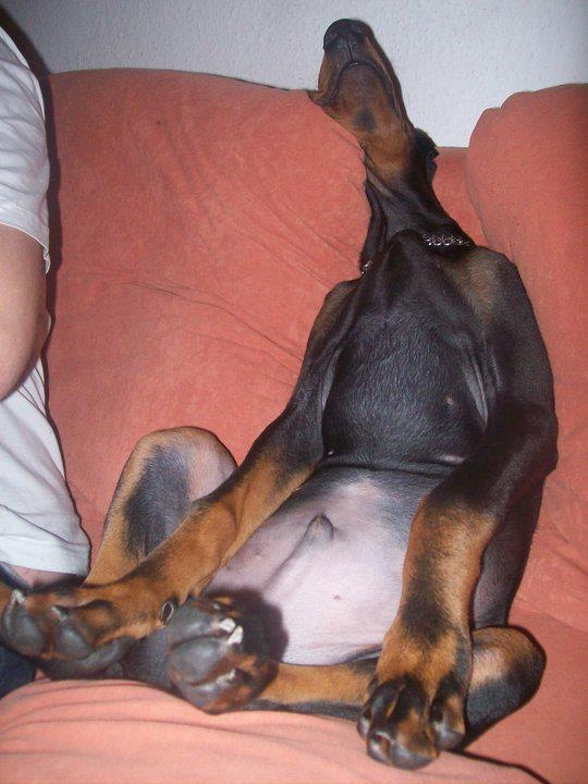 18 Reasons Dobermans Are Actually The Worst Dogs To Live With 5 doberman nap sitting