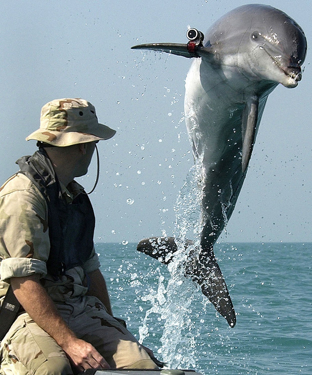 15 Stories About Animals – Soldiers Of Their Countries 9 dolphin soldier