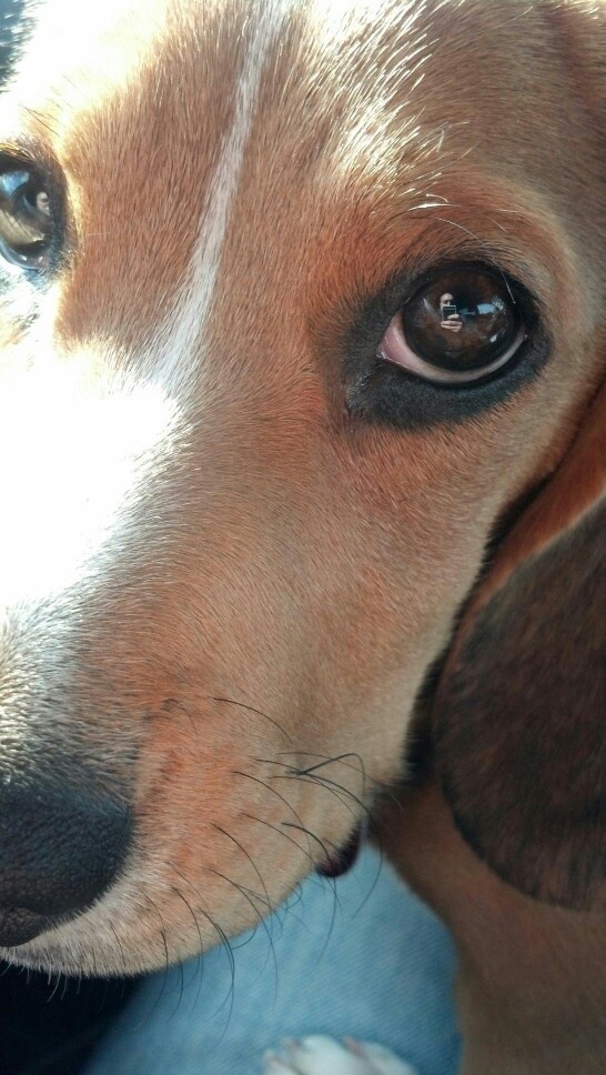 18 Reasons Beagles Are The Worst Dogs To Live With 3 eyes beagle photo