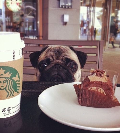 19 Reasons Pugs Are Actually The Worst Dogs To Live With 12 eyes begging food pug