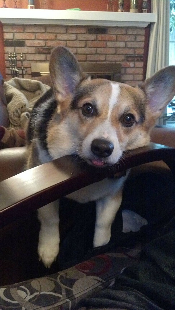 15 Reasons Why Corgis Are Actually The Least Favorite Dogs In The World 7 eyes corgi tongue face