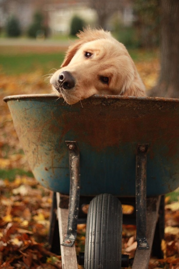 25 Reasons Golden Retrievers Are Actually The Worst Dogs To Live With 2 eyes golden retriever photo