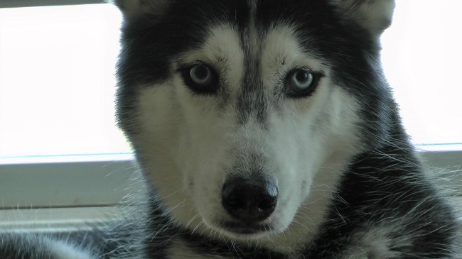 16 Reasons Huskies Are Not The Friendly Dogs Everyone Says They Are 6 eyes staring husky