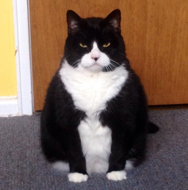 fat cat photo