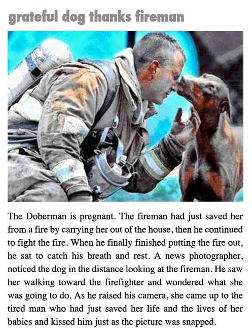 18 Reasons Dobermans Are Actually The Worst Dogs To Live With 16 fireman doberman love