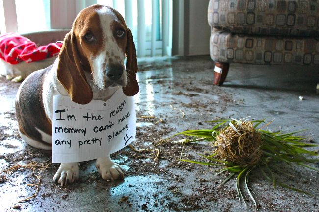 18 Reasons Basset Hounds Are Actually The Worst Dogs To Live With 9 funny basset hound