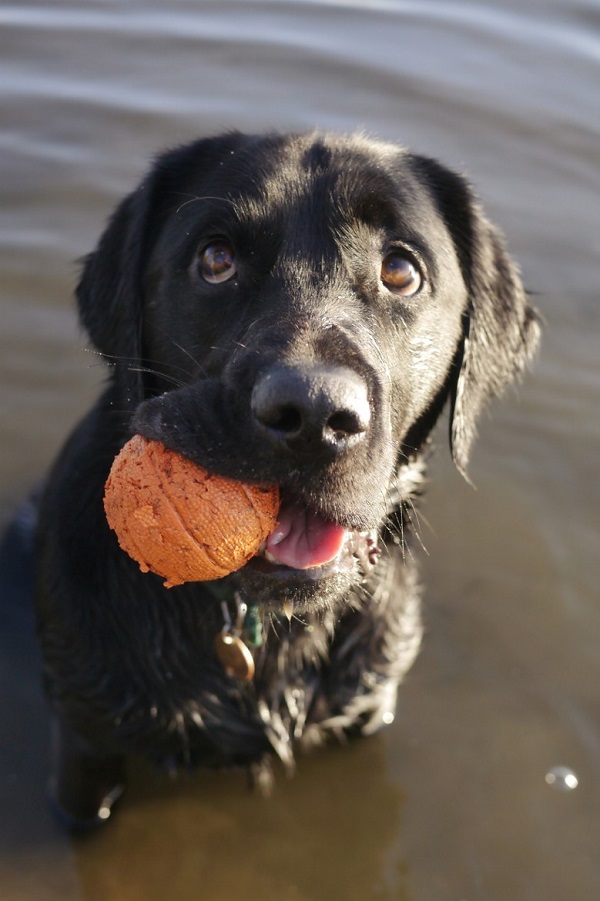 25 Reasons Labradors Are Actually The Worst Dogs To Live With 8 funny black lab photo ball water