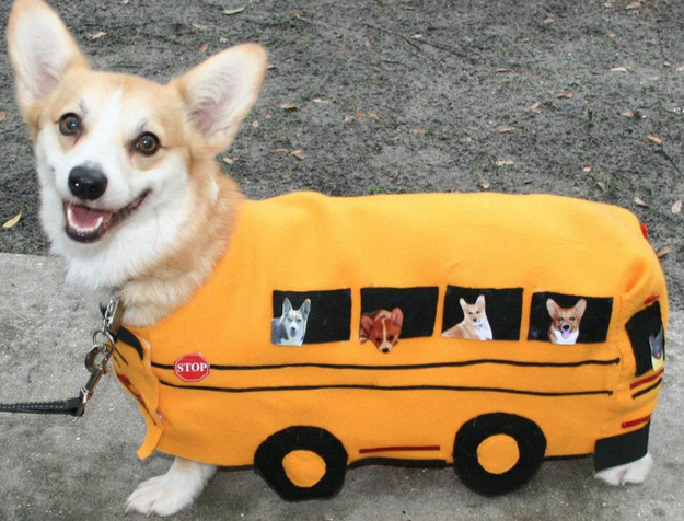 18 Reasons Not To Buy A CORGI! 5 funny corgi bus outfit