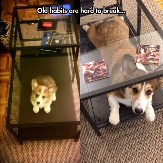 15 Reasons Why Corgis Are Actually The Least Favorite Dogs In The World 1 funny corgis hidden