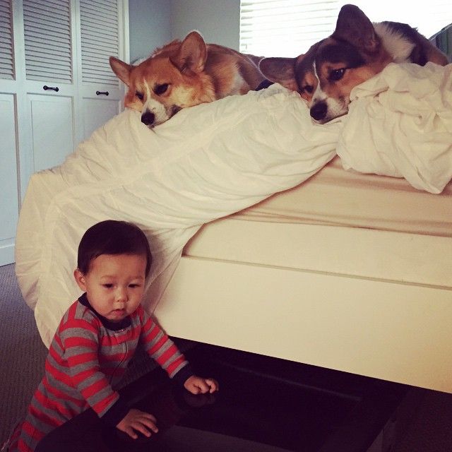 15 Reasons Why Corgis Are Actually The Least Favorite Dogs In The World 14 funny corgis kid