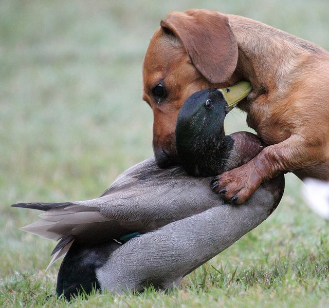 funny dachshund duck