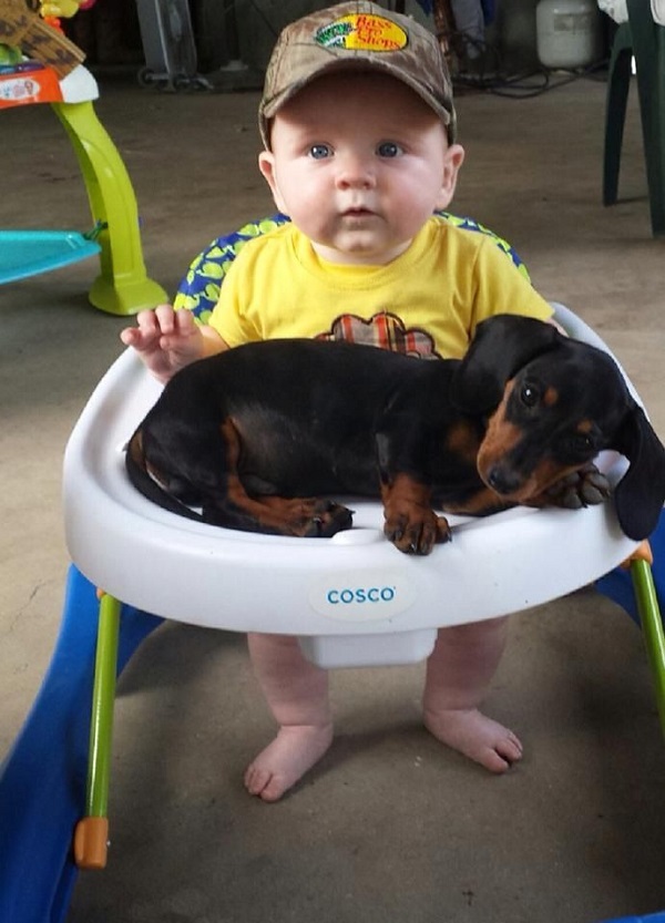 funny dachshund kid friends