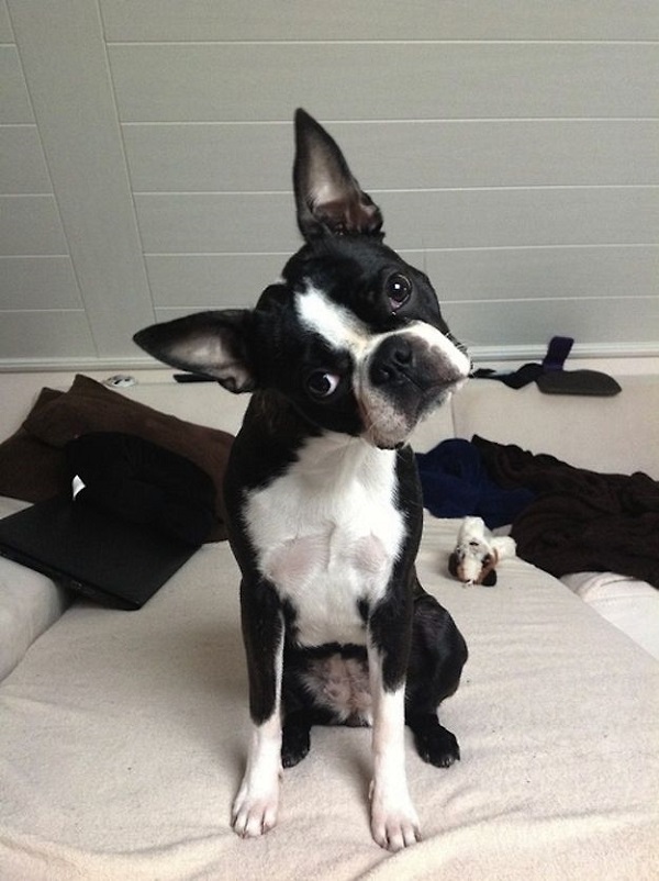 20 Reasons Boston Terriers Are Actually The Worst Dogs To