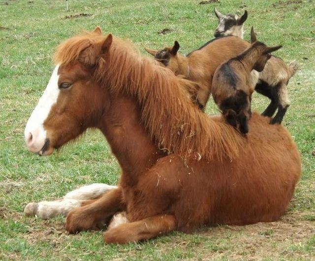 funny goats horse photo