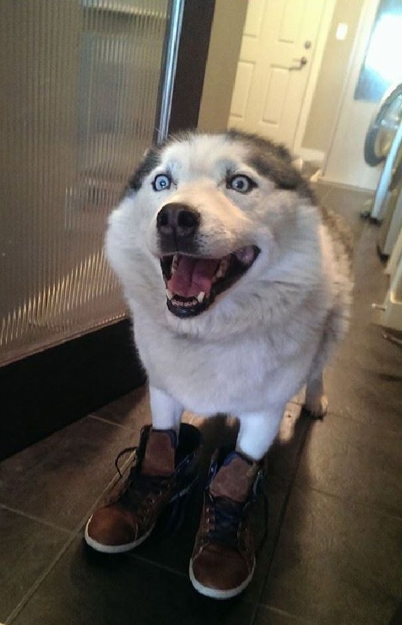 funny husky boots