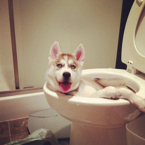funny husky photo dog