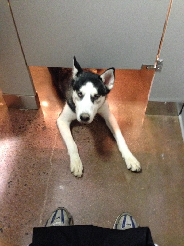 funny husky photo pics