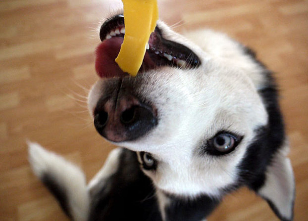 16 Reasons Huskies Are Not The Friendly Dogs Everyone Says They Are 13 funny husky play