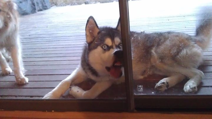 funny husky special
