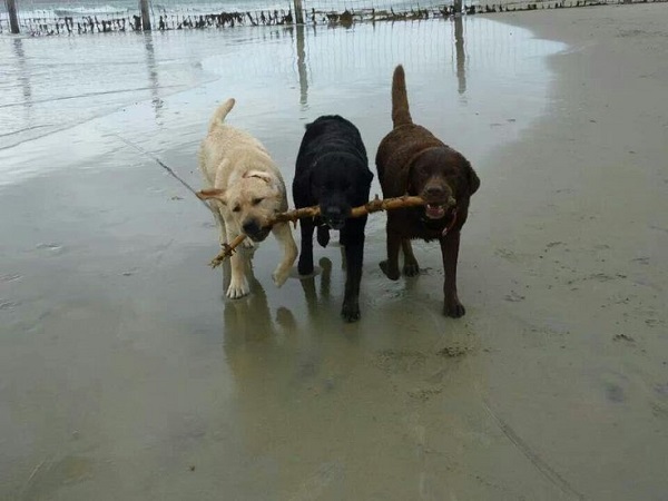 25 Reasons Labradors Are Actually The Worst Dogs To Live With 15 funny labs stick fetch