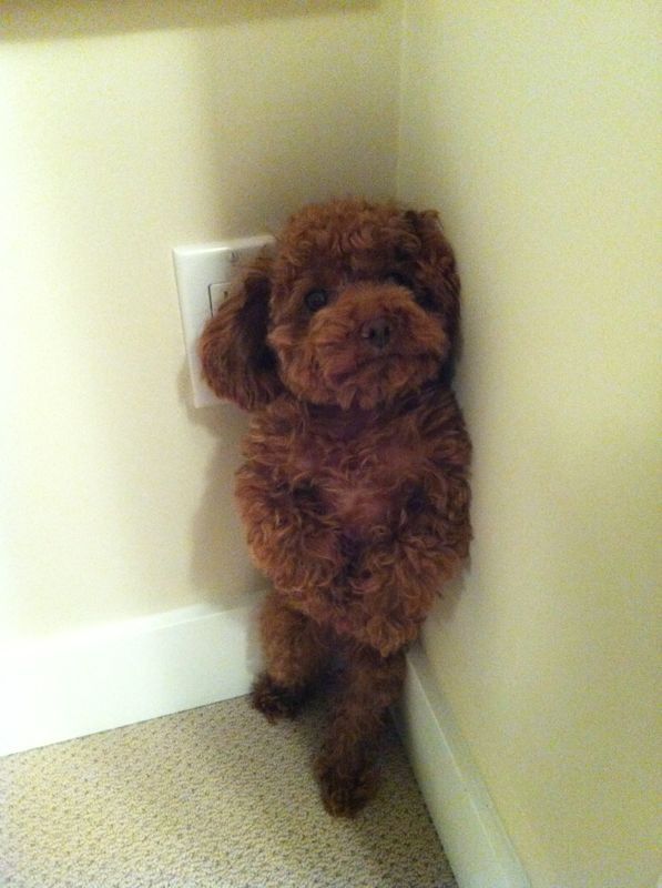 19 Reasons Poodles Are The Worst Dogs To Live With 9 funny little poodle corner