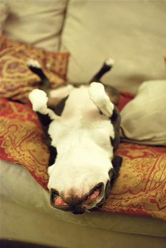 funny sleeping boston terrier