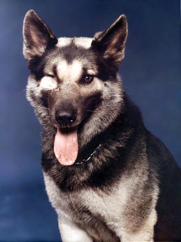 15 Stories About Animals – Soldiers Of Their Countries 8 german shepherd hero