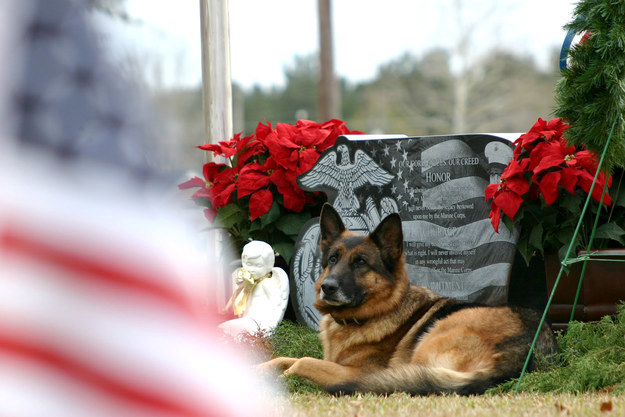 15 Stories About Animals – Soldiers Of Their Countries 2 german shepherd photo soldier
