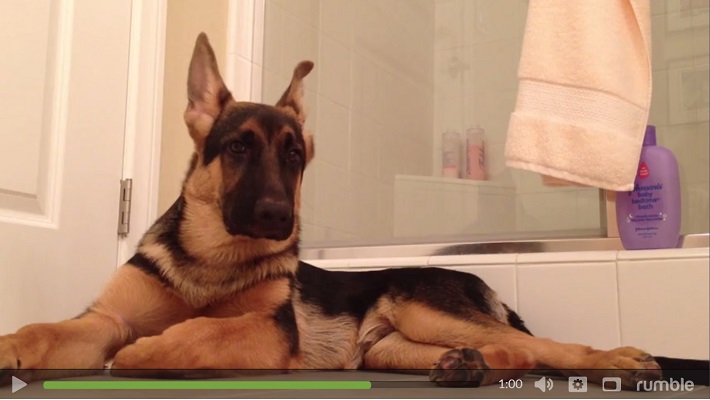 german shepherd sings