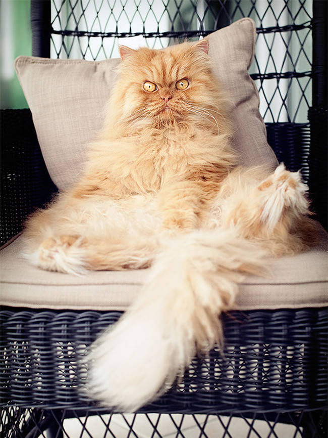 ginger cat face