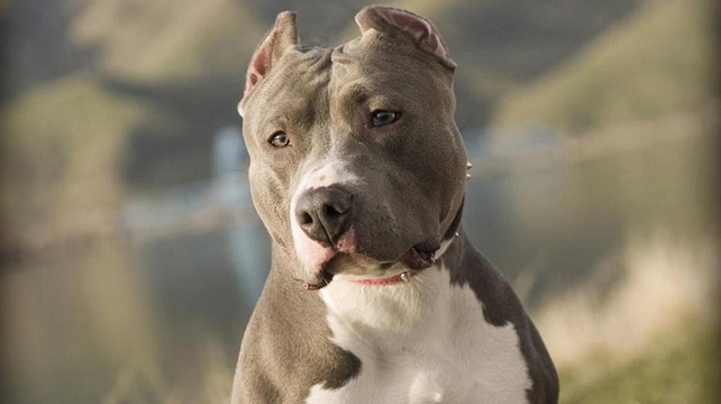 gorgeous pit bull