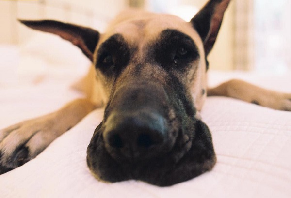 great dane face closeup