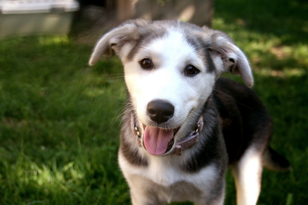 half Golden Retriever, half Husky