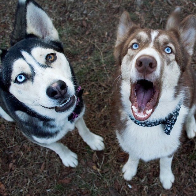 happy_huskies faces