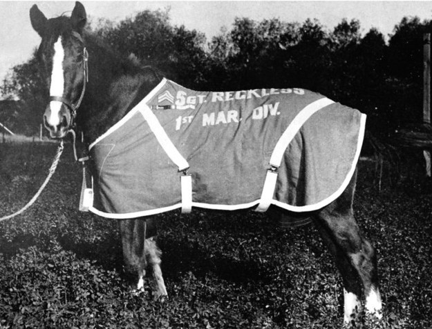 15 Stories About Animals – Soldiers Of Their Countries 13 horse hero pics