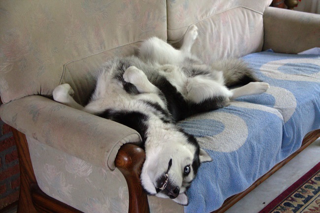 16 Reasons Huskies Are Not The Friendly Dogs Everyone Says They Are 4 huske sofa sleep funny