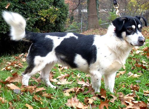 husky basset cross dog