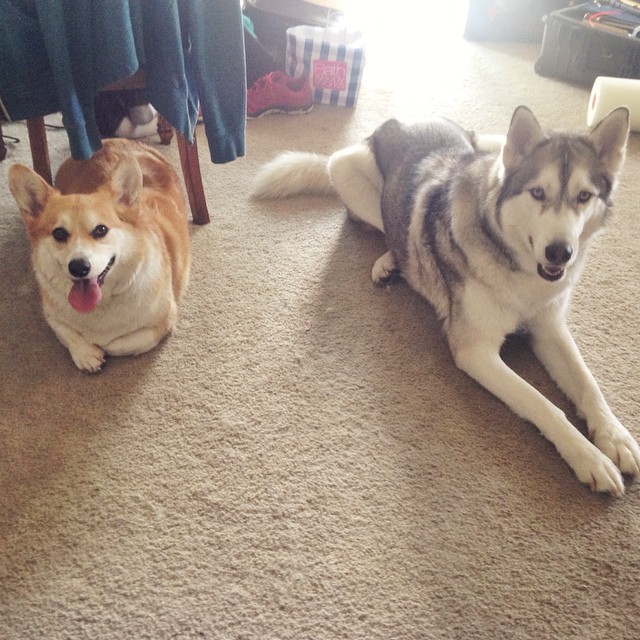 16 Reasons Huskies Are Not The Friendly Dogs Everyone Says They Are 9 husky corgi friends