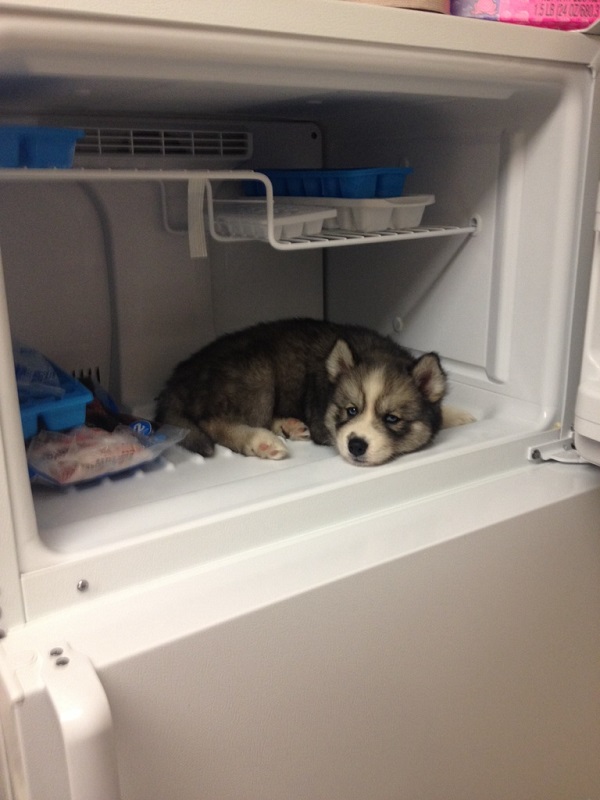 husky fridge funny